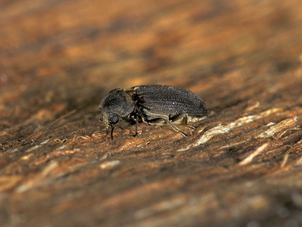 Anobium denticolle? (Anobiidae)